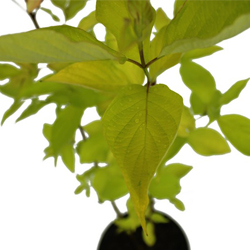 Дерен белый Аурея купить во Владимире