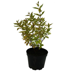 Дерен белый Гоучаулти купить