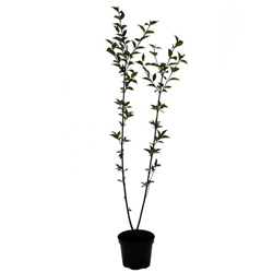 Дерен белый Кесселринги купить во Владимире