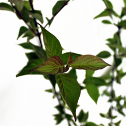 Дерен белый Кесселринги купить во Владимире