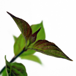 Дерен белый Кесселринги купить во Владимире