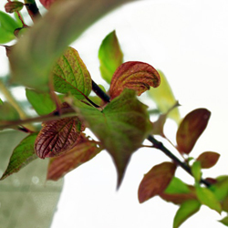 Дерен белый Вестонбёт купить