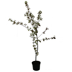 Дерен красный  купить во Владимире