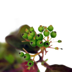 Дерен красный  купить во Владимире