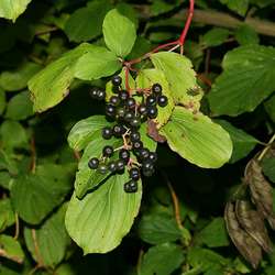 Дерен красный  купить во Владимире