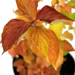 Дерен красный Меджик Флейм купить во Владимире