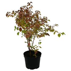 Дерен красный Мидвинте Файа купить во Владимире