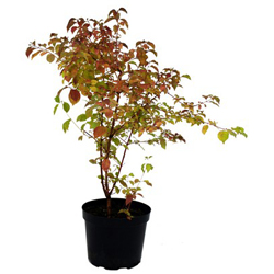 Дерен красный Мидвинте Файа купить во Владимире