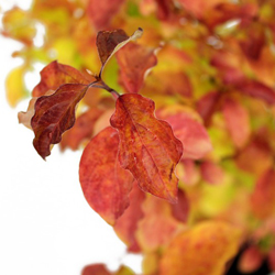 Дерен красный Мидвинте Файа купить во Владимире