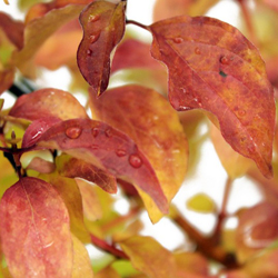 Дерен красный Мидвинте Файа купить во Владимире