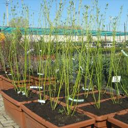 Дерен отпрысковый Флавирамиа купить