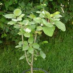 Скумпия кожевенная купить в Нижнем Новгороде