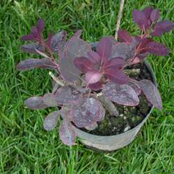 Скумпия кожевенная Роял Пёпл купить в Нижнем Новгороде