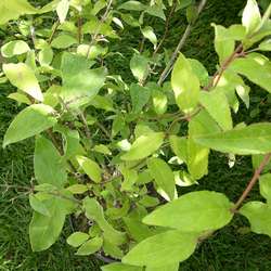 Дейция шершавая Плена купить во Владимире