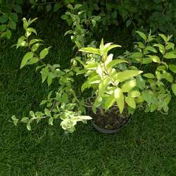 Дейция шершавая Плена купить во Владимире