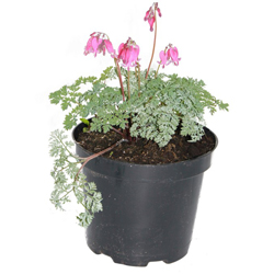 Дицентра формозская Эдриан Блюм купить