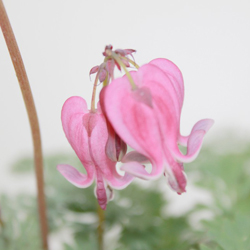 Дицентра формозская Эдриан Блюм купить во Владимире