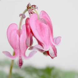 Дицентра формозская Эдриан Блюм купить во Владимире