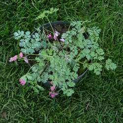 Дицентра формозская Эдриан Блюм купить во Владимире