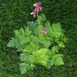 Дицентра формозская Лакжьюриэнт купить во Владимире