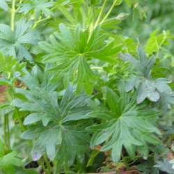 Герань кроваво-красная Апфелблют купить во Владимире