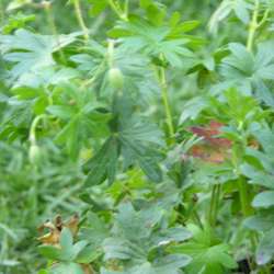 Герань кроваво-красная Апфелблют купить во Владимире