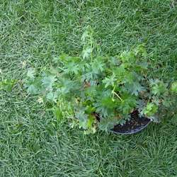 Герань кроваво-красная Апфелблют купить во Владимире