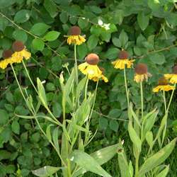 Гелениум гибридный Виндлей купить во Владимире