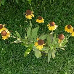 Гелениум гибридный Виндлей купить во Владимире