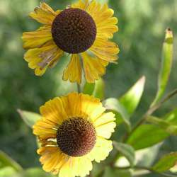 Гелениум гибридный Виндлей купить во Владимире