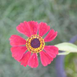 Гелениум Красная армия купить в Нижнем Новгороде