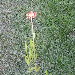 Гелениум Красная армия купить в Нижнем Новгороде