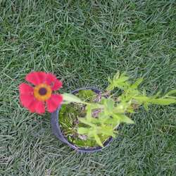 Гелениум Красная армия купить в Нижнем Новгороде