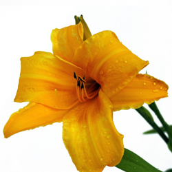 Лилейник гибридный Чикагский Закат купить в Нижнем Новгороде