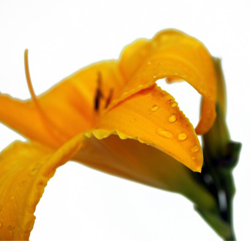 Лилейник гибридный Чикагский Закат купить в Нижнем Новгороде