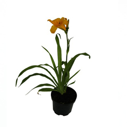 Лилейник гибридный Чикагский Закат купить в Нижнем Новгороде