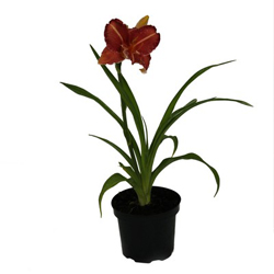 Лилейник гибридный Притти Фенси купить во Владимире