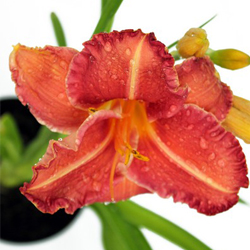 Лилейник гибридный Притти Фенси купить во Владимире