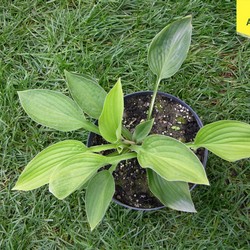 Хоста Форчуна Гиацинтина купить в Нижнем Новгороде