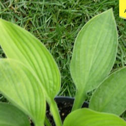 Хоста Форчуна Гиацинтина купить в Нижнем Новгороде