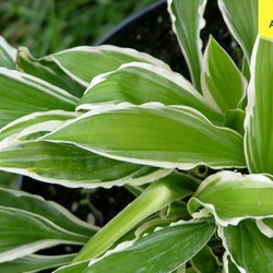 Хоста Хелениойдес Альбопикта купить в Нижнем Новгороде