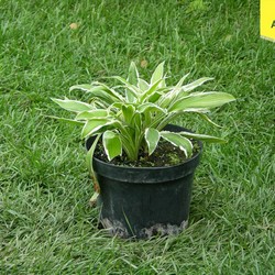 Хоста Хелениойдес Альбопикта купить в Нижнем Новгороде