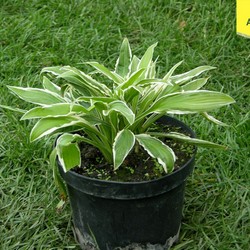 Хоста Хелениойдес Альбопикта купить в Нижнем Новгороде