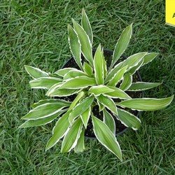 Хоста Хелениойдес Альбопикта купить в Нижнем Новгороде