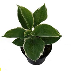 Хоста гибридная Барбара Энн купить в Нижнем Новгороде