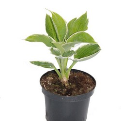 Хоста гибридная Барбара Энн купить в Нижнем Новгороде