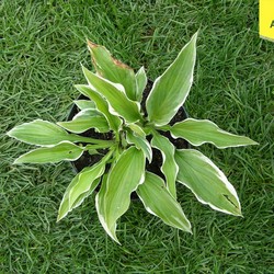 Хоста гибридная Барбара Энн купить в Нижнем Новгороде