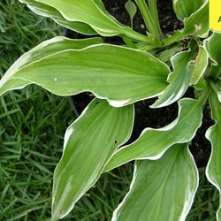 Хоста гибридная Барбара Энн купить в Нижнем Новгороде
