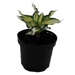 Хоста гибридная Кремовый топпинг купить в Нижнем Новгороде