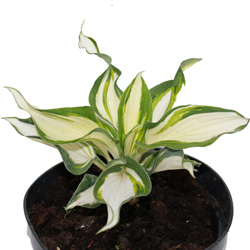 Хоста гибридная Кремовый топпинг купить в Нижнем Новгороде